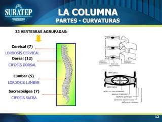 12
LA COLUMNA
PARTES - CURVATURAS
Cervical (7)
LORDOSIS CERVICAL
Dorsal (12)
CIFOSIS DORSAL
Lumbar (5)
LORDOSIS LUMBAR
Sacracoxigea (7)
CIFOSIS SACRA
33 VERTEBRAS AGRUPADAS:
 