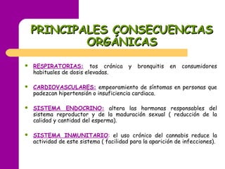PRINCIPALES CONSECUENCIASPRINCIPALES CONSECUENCIAS
ORGÁNICASORGÁNICAS
 RESPIRATORIAS: tos crónica y bronquitis en consumidores
habituales de dosis elevadas.
 CARDIOVASCULARES: empeoramiento de síntomas en personas que
padezcan hipertensión o insuficiencia cardiaca.
 SISTEMA ENDOCRINO: altera las hormonas responsables del
sistema reproductor y de la maduración sexual ( reducción de la
calidad y cantidad del esperma).
 SISTEMA INMUNITARIO: el uso crónico del cannabis reduce la
actividad de este sistema ( facilidad para la aparición de infecciones).
 