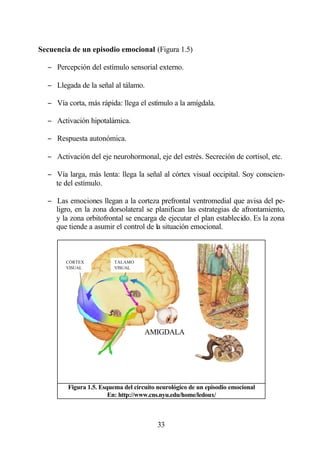 Secuencia de un episodio emocional (Figura 1.5)

  − Percepción del estímulo sensorial externo.

  − Llegada de la señal al tálamo.

  − Vía corta, más rápida: llega el estímulo a la amígdala.

  − Activación hipotalámica.

  − Respuesta autonómica.

  − Activación del eje neurohormonal, eje del estrés. Secreción de cortisol, etc.

  − Vía larga, más lenta: llega la señal al córtex visual occipital. Soy conscien-
    te del estímulo.

  − Las emociones llegan a la corteza prefrontal ventromedial que avisa del pe-
    ligro, en la zona dorsolateral se planifican las estrategias de afrontamiento,
    y la zona orbitofrontal se encarga de ejecutar el plan establecido. Es la zona
    que tiende a asumir el control de la situación emocional.



        CÓRTEX            TÁLAMO
        VISUAL            VISUAL




                                     AMIGDALA




         Figura 1.5. Esquema del circuito neurológico de un episodio emocional
                        En: http://www.cns.nyu.edu/home/ledoux/



                                         33
 