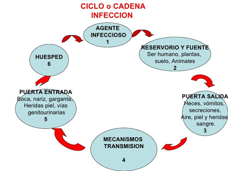 Diagrama Ciclo De Infecciones