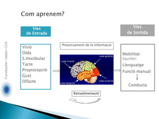 Vies
de Entrada
Visió
Oïda
S.Vestibular
Tacte
Propiocepció
Gust
Olfacte
Mobilitat:
Equilibri
Llenguatge
Funció manual
Conducta
Processament de la Informació
Vies
de Sortida
Retroalimentació
 