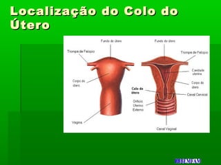 Localização do Colo doLocalização do Colo do
ÚteroÚtero
 