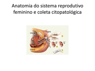 Anatomia do sistema reprodutivo
feminino e coleta citopatológica
 