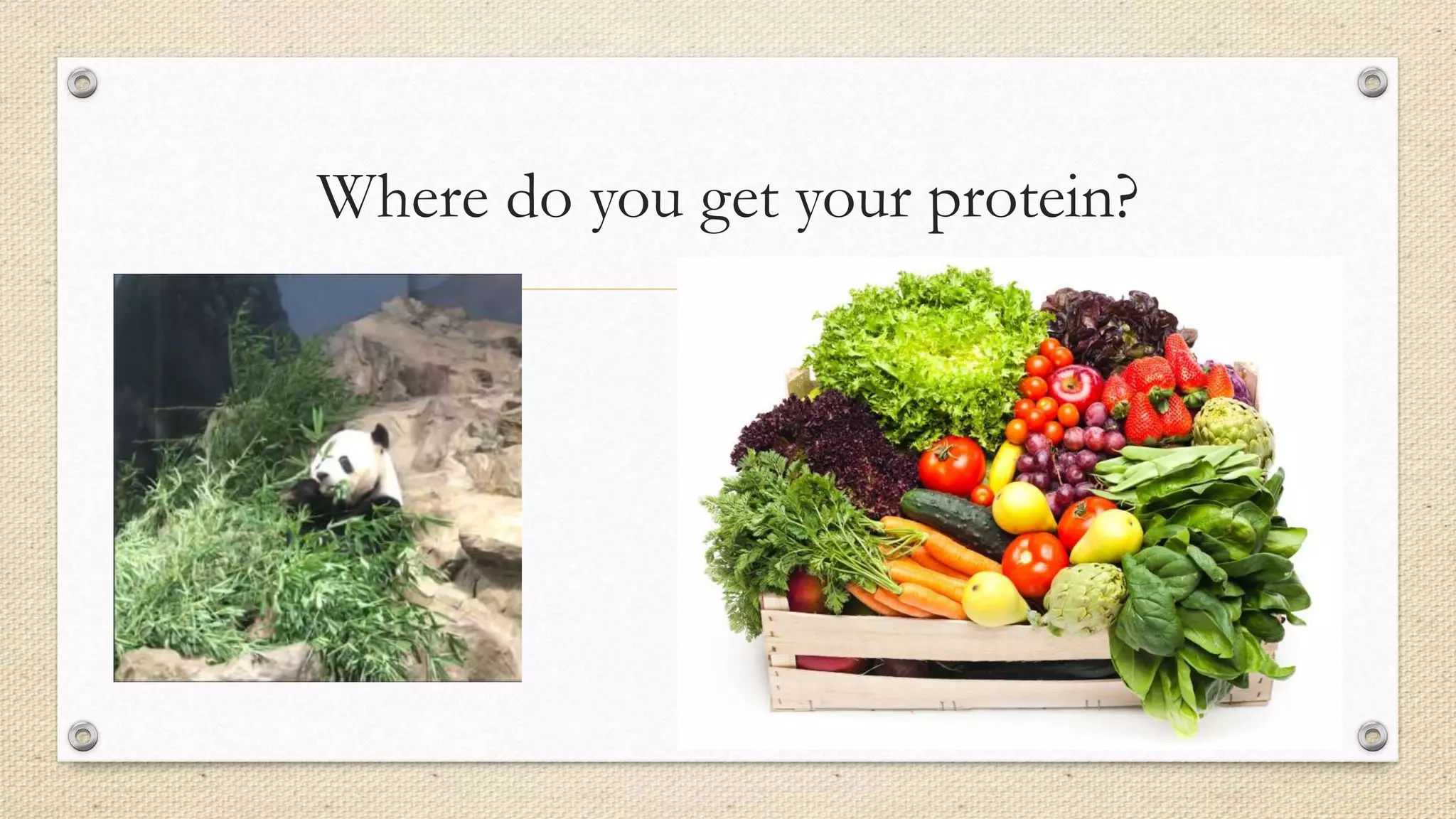 Where do you get your protein?
 