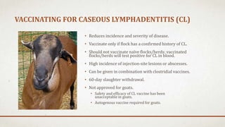 Sheep Abscess Preventative health | PPTX