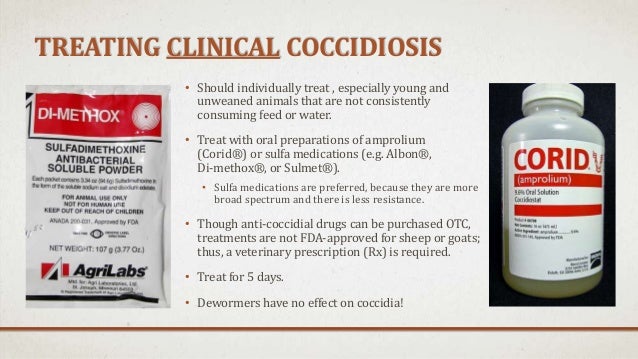 Coccidiosis Natural Treatment Coccidiosis Natural Treatment