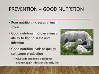 PREVENTION – GOOD NUTRITION
• Poor nutrition increases animal
stress
• Good nutrition improve animals
ability to fight dis...