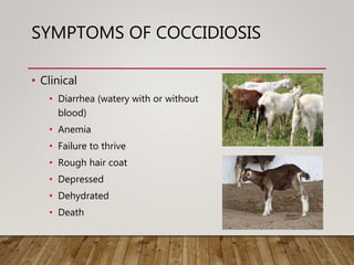 SYMPTOMS OF COCCIDIOSIS
• Clinical
• Diarrhea (watery with or without
blood)
• Anemia
• Failure to thrive
• Rough hair coa...
