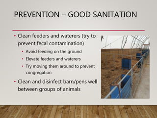 PREVENTION – GOOD SANITATION
• Clean feeders and waterers (try to
prevent fecal contamination)
• Avoid feeding on the grou...