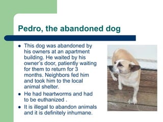 Pedro, the abandoned dog
 This dog was abandoned by
his owners at an apartment
building. He waited by his
owner’s door, patiently waiting
for them to return for 3
months. Neighbors fed him
and took him to the local
animal shelter.
 He had heartworms and had
to be euthanized .
 It is illegal to abandon animals
and it is definitely inhumane.
 