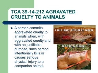 TCA 39-14-212 AGRAVATED
CRUELTY TO ANIMALS
 A person commits
aggravated cruelty to
animals when, with
aggravated cruelty and
with no justifiable
purpose, such person
intentionally kills or
causes serious
physical injury to a
companion animal.
 