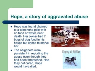 Hope, a story of aggravated abuse
 Hope was found chained
to a telephone pole with
no food or water, near
death. Her owner had 7
bags of dog food in his
house but chose to starve
her.
 The neighbors were
persistent in reporting the
abuse even though they
had been threatened. Had
they not cared, Hope
would have died.
 