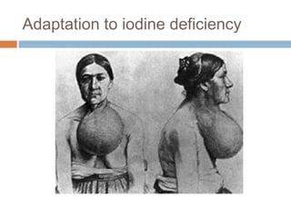 Adaptation to iodine deficiency
 