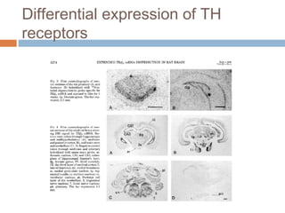 Differential expression of TH
receptors
 