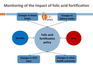 Monitoring of the impact of folic acid fortification
Changes in
dietary intake
Changes in blood
levels
Changes in NTD
rates
Folic acid
fortification
policy
Changes in other
health outcomes
Benefits Risks
anes
 