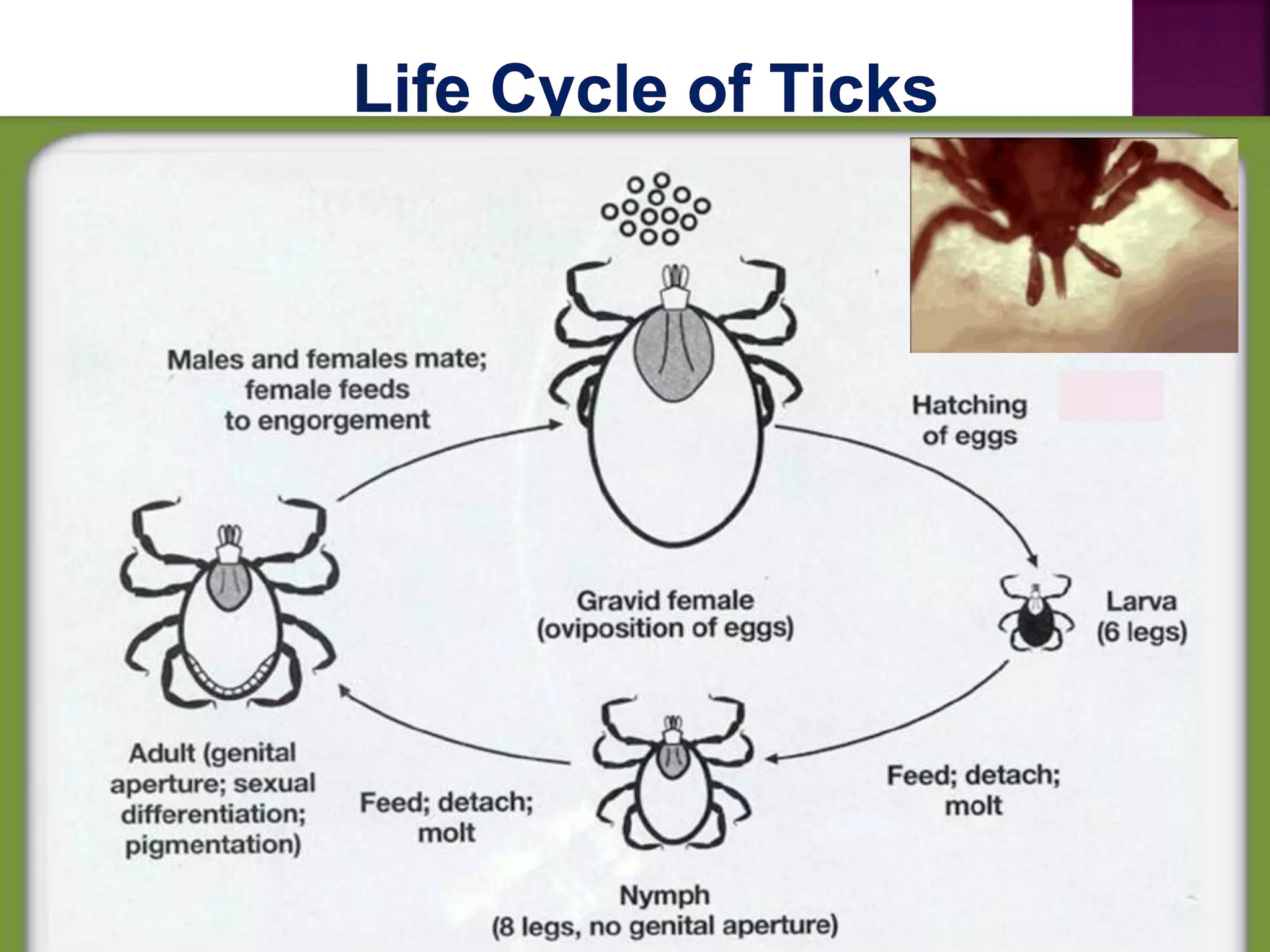 Prevention and control of ticks and mites | PPTX