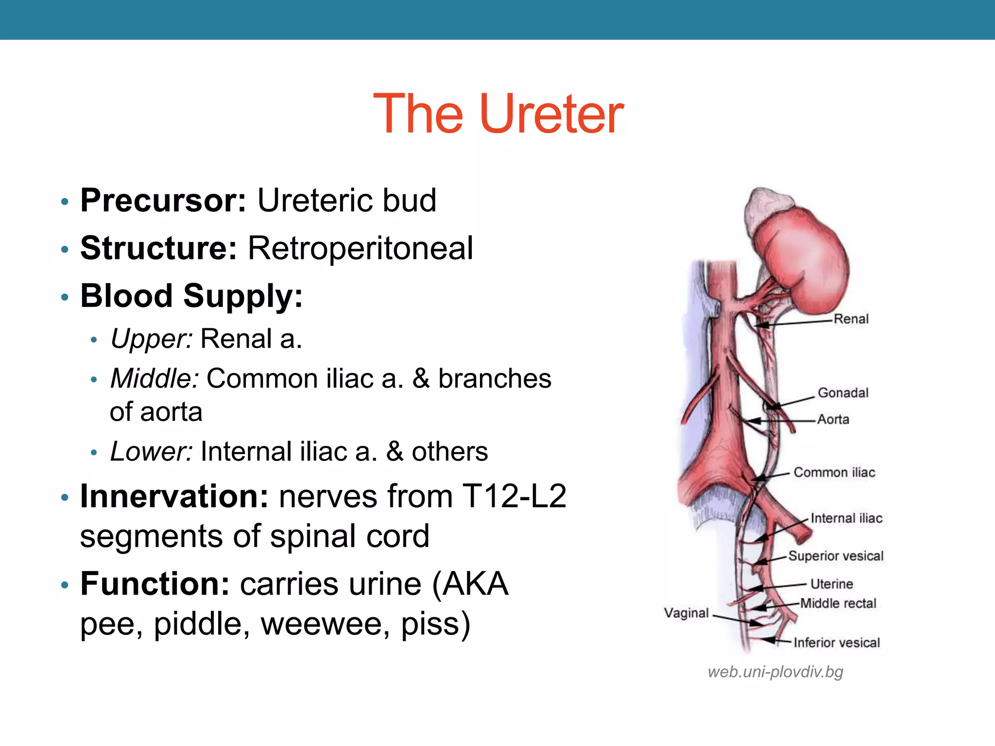 Prevention of Ureteral Injury 2014 - En'wezoh | PPTX