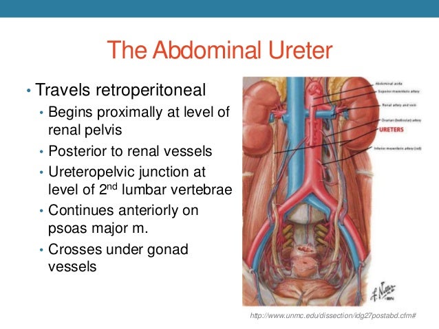 Prevention of Ureteral Injury 2014 - En'wezoh diagram of ureter slide 