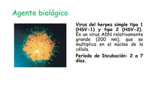 Virus del herpes simple tipo 1
(HSV-1) y tipo 2 (HSV-2).
Es un virus ADN relativamente
grande (200 nm), que se
multiplica en el núcleo de la
célula.
Período de Incubación: 2 a 7
días.
Agente biológico
 