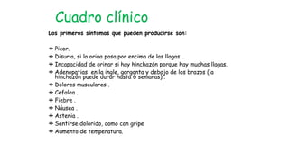 Los primeros síntomas que pueden producirse son:
 Picor.
 Disuria, si la orina pasa por encima de las llagas .
 Incapacidad de orinar si hay hinchazón porque hay muchas llagas.
 Adenopatias en la ingle, garganta y debajo de los brazos (la
hinchazón puede durar hasta 6 semanas) .
 Dolores musculares .
 Cefalea .
 Fiebre .
 Náusea .
 Astenia .
 Sentirse dolorido, como con gripe
 Aumento de temperatura.
Cuadro clínico
 