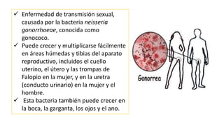  Enfermedad de transmisión sexual,
causada por la bacteria neisseria
gonorrhoeae, conocida como
gonococo.
 Puede crecer y multiplicarse fácilmente
en áreas húmedas y tibias del aparato
reproductivo, incluidos el cuello
uterino, el útero y las trompas de
Falopio en la mujer, y en la uretra
(conducto urinario) en la mujer y el
hombre.
 Esta bacteria también puede crecer en
la boca, la garganta, los ojos y el ano.
 