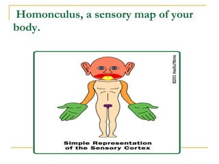 Homonculus, a sensory map of your body.  