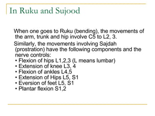 In Ruku and Sujood When one goes to Ruku (bending), the movements of the arm, trunk and hip involve C5 to L2, 3.  Similarly, the movements involving Sajdah (prostration) have the following components and the nerve controls: • Flexion of hips L1,2,3 (L means lumbar) • Extension of knee L3, 4 • Flexion of ankles L4,5 • Extension of Hips L5, S1 • Eversion of feet L5, S1 • Plantar flexion S1,2 
