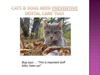 Preventive Pet Dentistry 2012