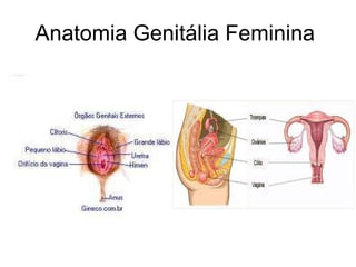Anatomia Genitália Feminina  