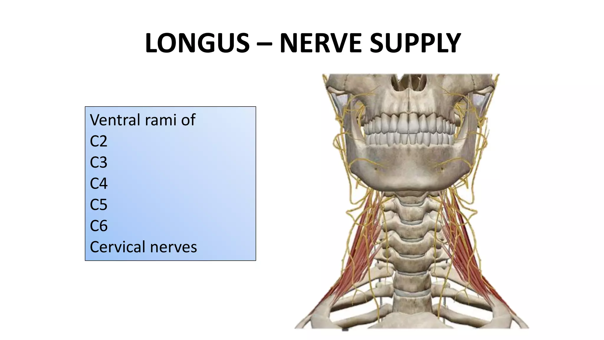LONGUS – NERVE SUPPLY
Ventral rami of
C2
C3
C4
C5
C6
Cervical nerves
 