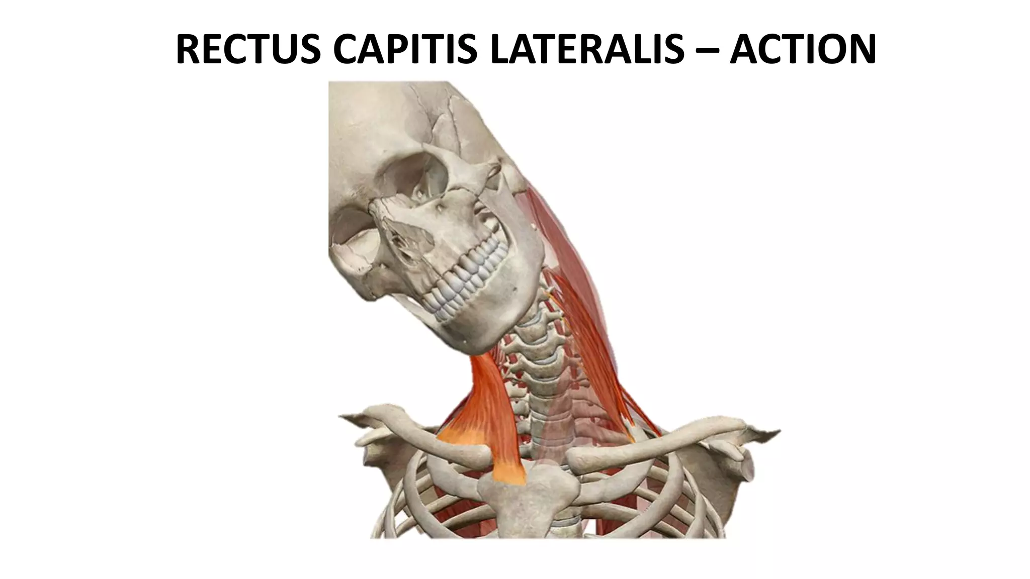 RECTUS CAPITIS LATERALIS – ACTION
 