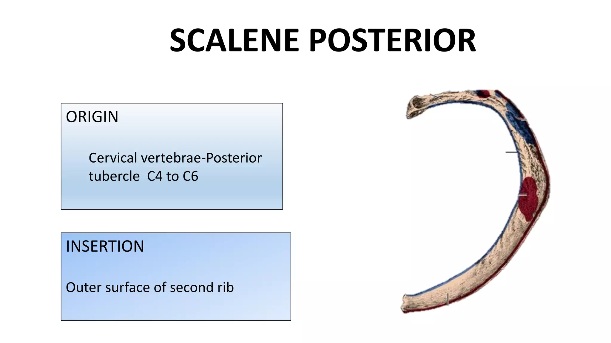 ORIGIN
Cervical vertebrae-Posterior
tubercle C4 to C6
INSERTION
Outer surface of second rib
SCALENE POSTERIOR
 