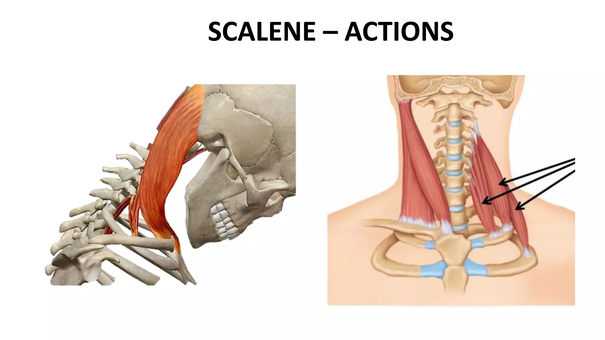 SCALENE – ACTIONS
 