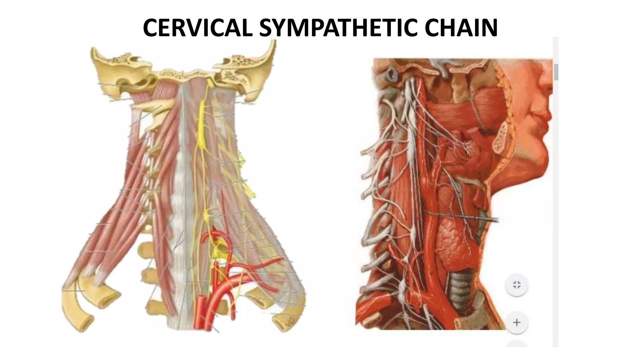 CERVICAL SYMPATHETIC CHAIN
 