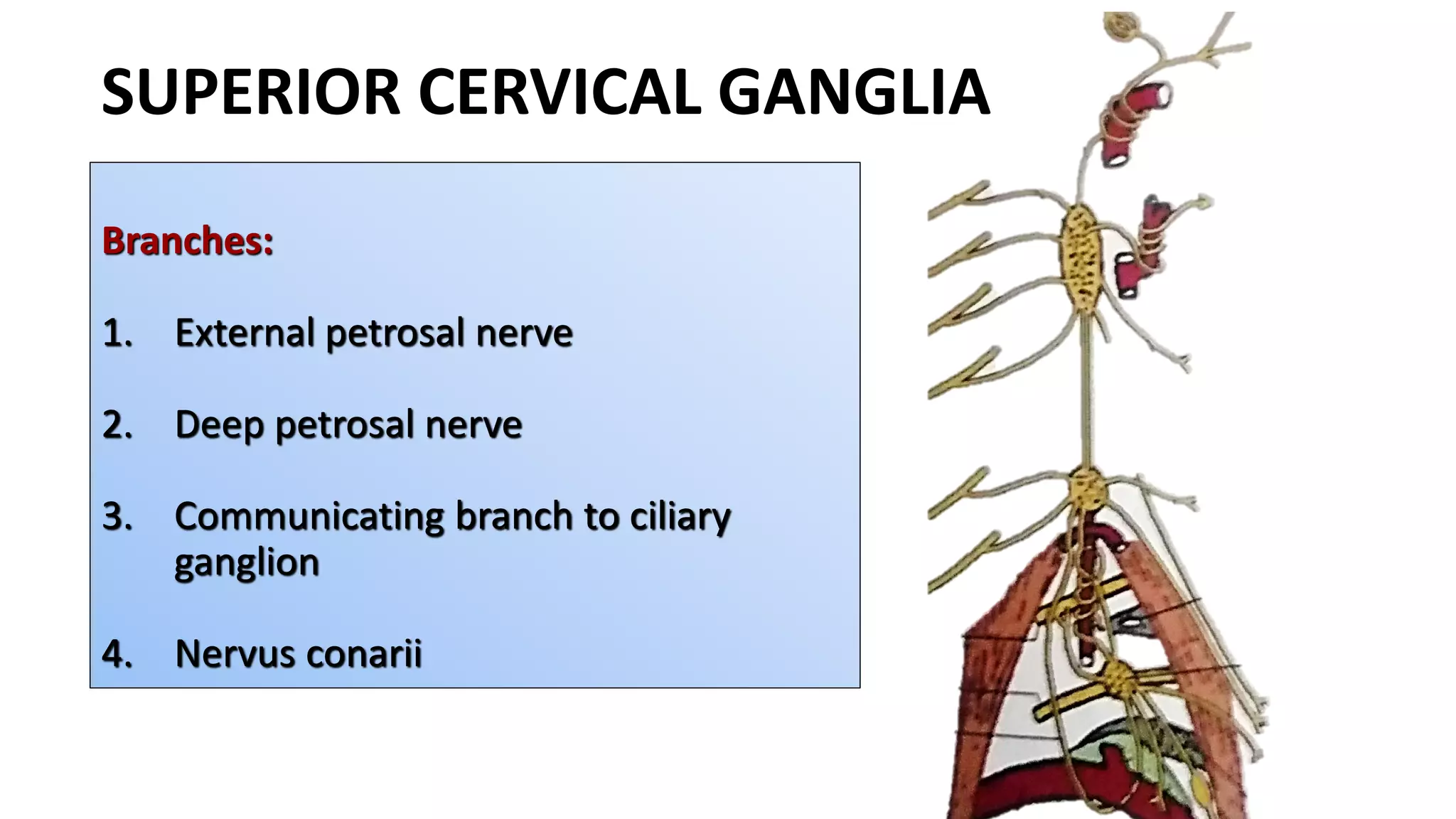 SUPERIOR CERVICAL GANGLIA
Branches:
1. External petrosal nerve
2. Deep petrosal nerve
3. Communicating branch to ciliary
ganglion
4. Nervus conarii
 