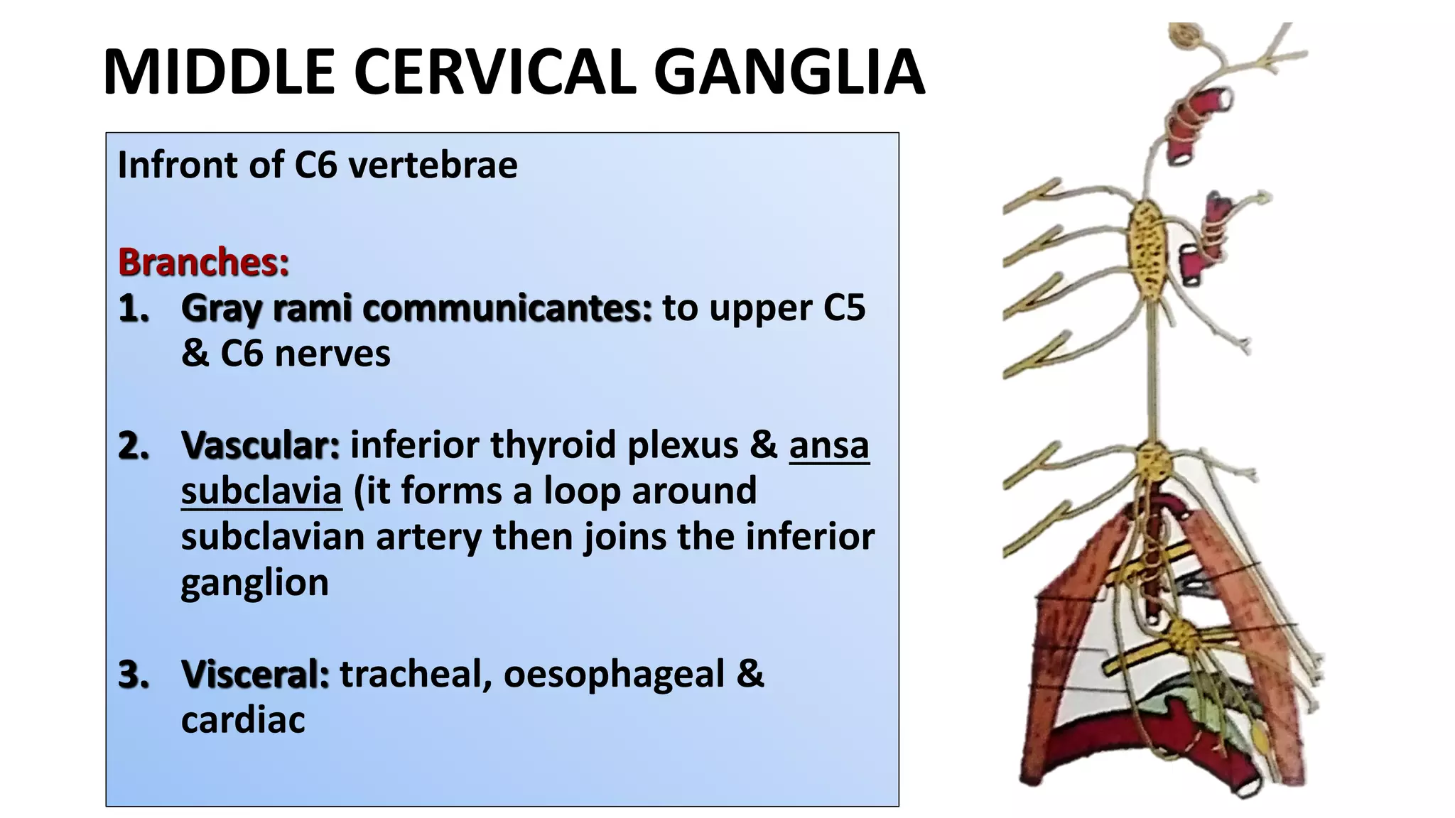 MIDDLE CERVICAL GANGLIA
Infront of C6 vertebrae
Branches:
1. Gray rami communicantes: to upper C5
& C6 nerves
2. Vascular: inferior thyroid plexus & ansa
subclavia (it forms a loop around
subclavian artery then joins the inferior
ganglion
3. Visceral: tracheal, oesophageal &
cardiac
 