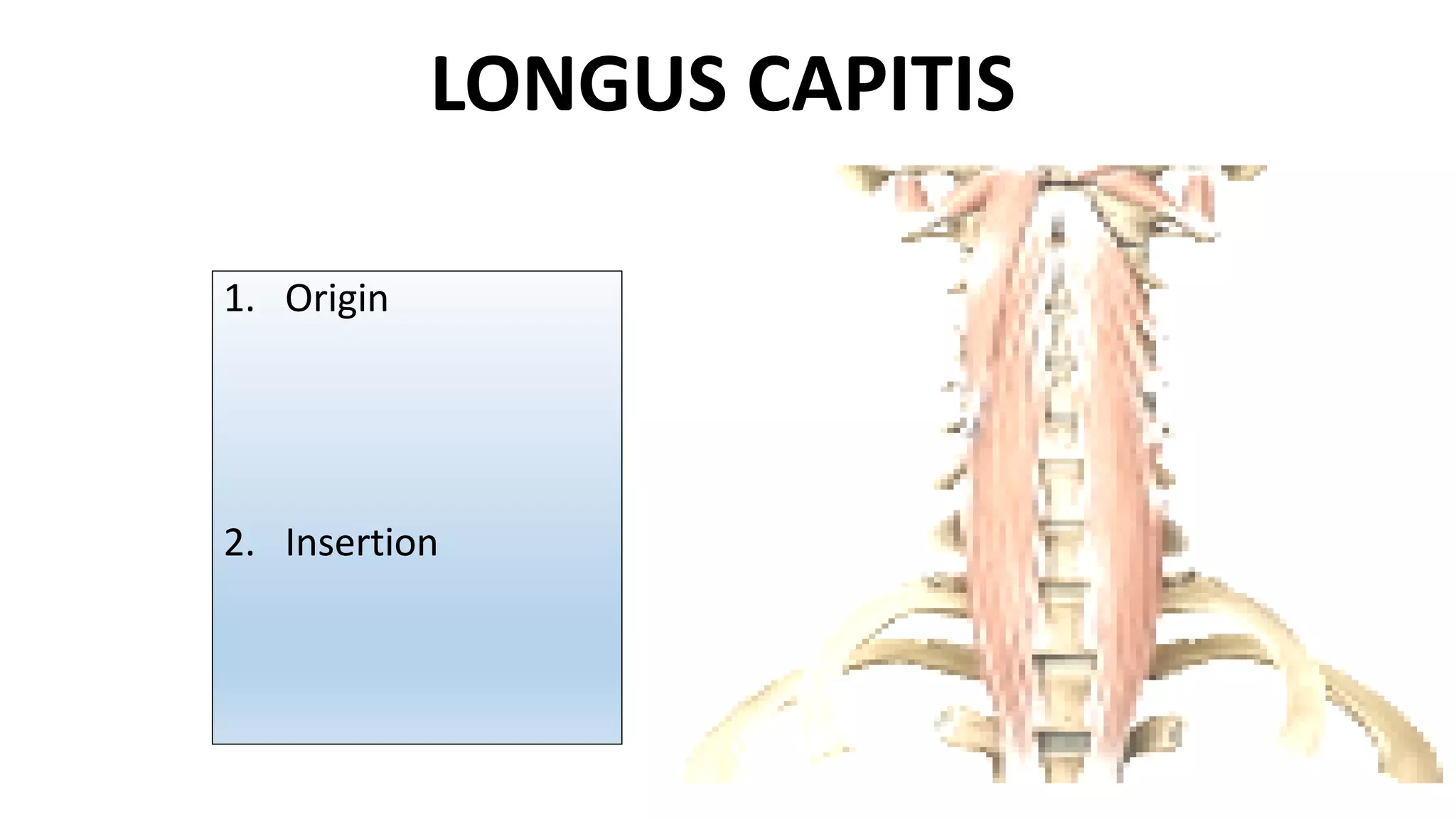 LONGUS CAPITIS
1. Origin
2. Insertion
 