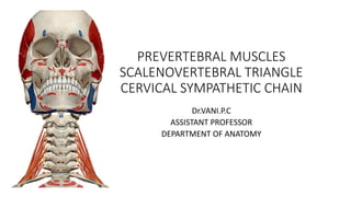 PREVERTEBRAL MUSCLES
SCALENOVERTEBRAL TRIANGLE
CERVICAL SYMPATHETIC CHAIN
Dr.VANI.P.C
ASSISTANT PROFESSOR
DEPARTMENT OF ANATOMY
 
