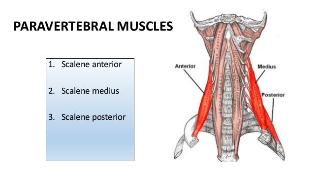 Prevertebral muscles