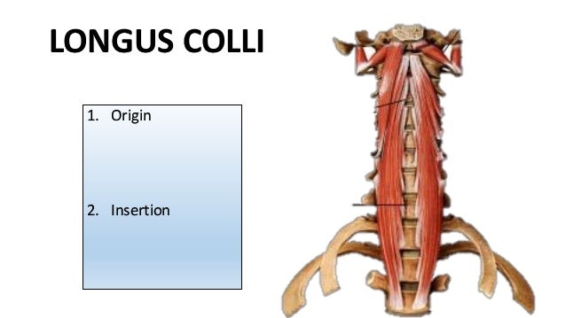 Longus capitis мышца