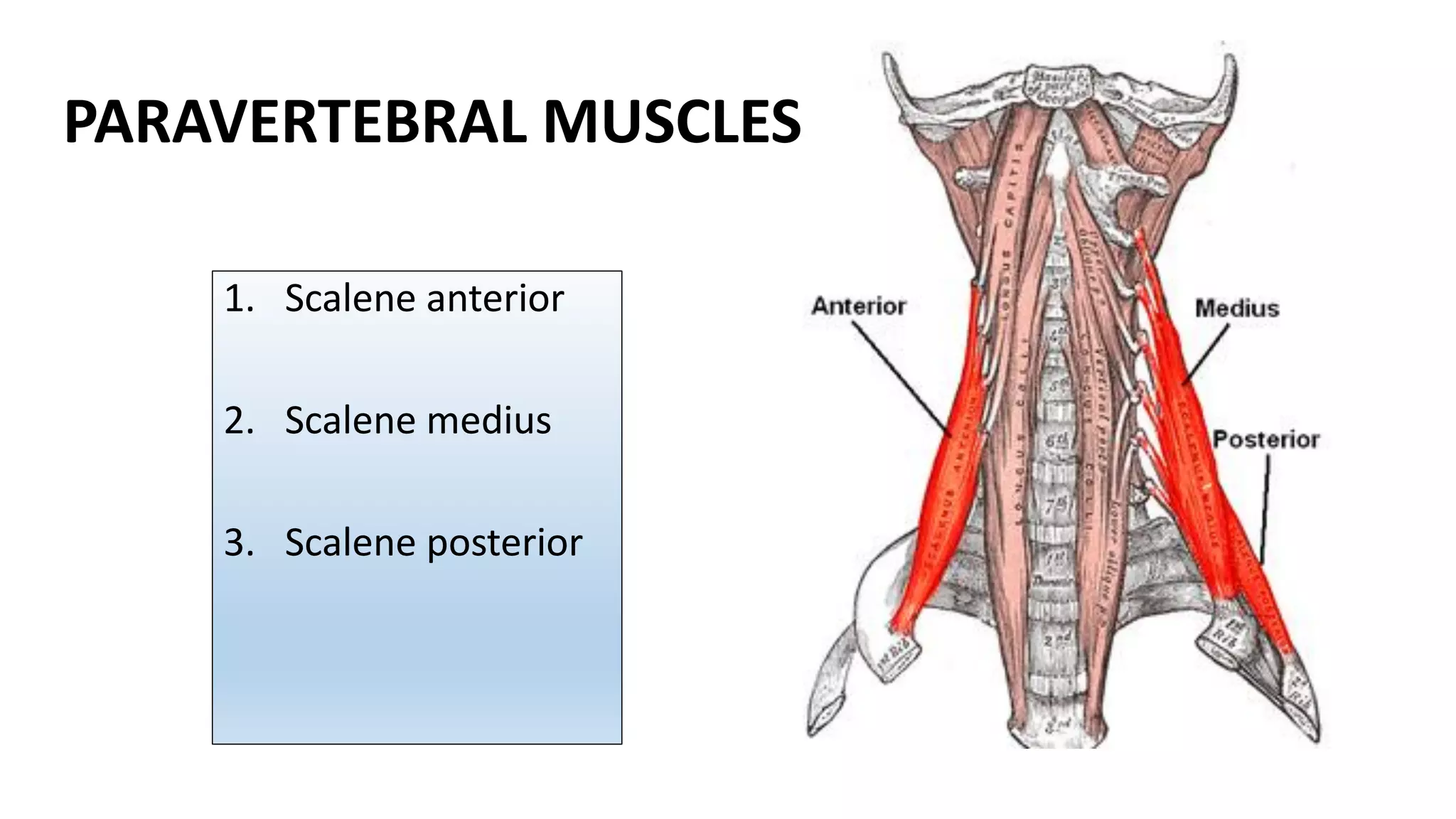Prevertebral Muscles PDF Prevertebral Muscles PDF