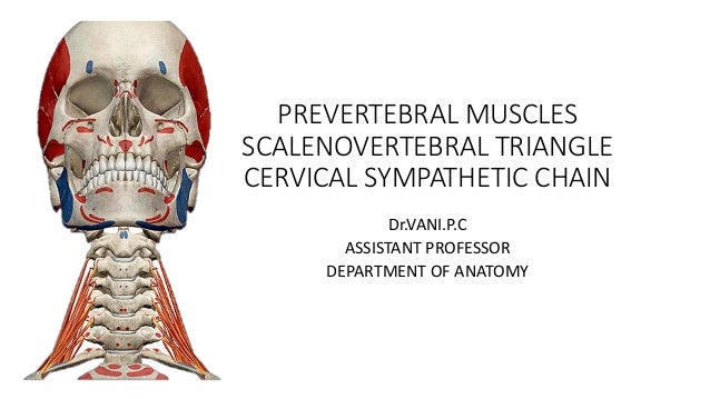 Prevertebral muscles