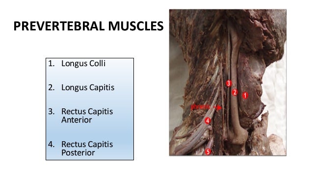Prevertebral muscles