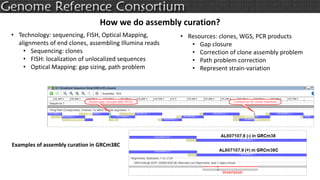 How we do assembly curation?
• Technology: sequencing, FISH, Optical Mapping,
alignments of end clones, assembling Illumina reads
• Sequencing: clones
• FISH: localization of unlocalized sequences
• Optical Mapping: gap sizing, path problem
• Resources: clones, WGS, PCR products
• Gap closure
• Correction of clone assembly problem
• Path problem correction
• Represent strain-variation
Examples of assembly curation in GRCm38C
 