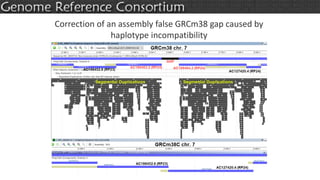 Correction of an assembly false GRCm38 gap caused by
haplotype incompatibility
 