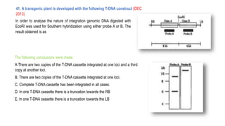41. A transgenic plant is developed with the following T-DNA construct (DEC
2013)
In order to analyse the nature of integration genomic DNA digested with
EcoRI was used for Southern hybridization using either probe A or B. The
result obtained is as
The following conclusions were made:
A There are two copies of the T-DNA cassette integrated at one loci and a third
copy at another loci.
B. There are two copies of the T-DNA cassette integrated at one loci.
C. Complete T-DNA cassette has been integrated in all cases.
D. In one T-DNA cassette there is a truncation towards the RB
E. In one T-DNA cassette there is a truncation towards the LB
 