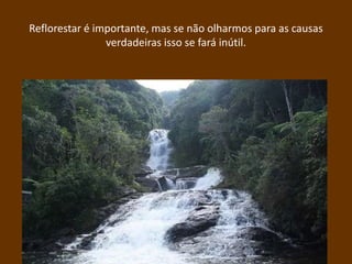 Reflorestar é importante, mas se não olharmos para as causas
                verdadeiras isso se fará inútil.
 
