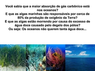 Você sabia que a maior absorção de gás carbônico estáVocê sabia que a maior absorção de gás carbônico está
nos oceanos?nos oceanos?
E que as algas marinhas são responsáveis por cerca deE que as algas marinhas são responsáveis por cerca de
80% da produção de oxigênio da Terra?80% da produção de oxigênio da Terra?
E que as algas estão morrendo por causa do excesso deE que as algas estão morrendo por causa do excesso de
água doce causado pelo degelo dos pólos?água doce causado pelo degelo dos pólos?
Ou seja: Os oceanos não querem tanta água doce...Ou seja: Os oceanos não querem tanta água doce...
 