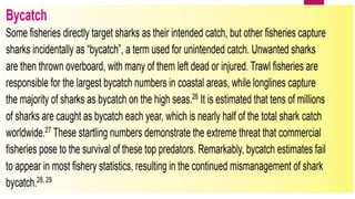 Prey and predators and role of shark