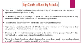 Prey and predators and role of shark